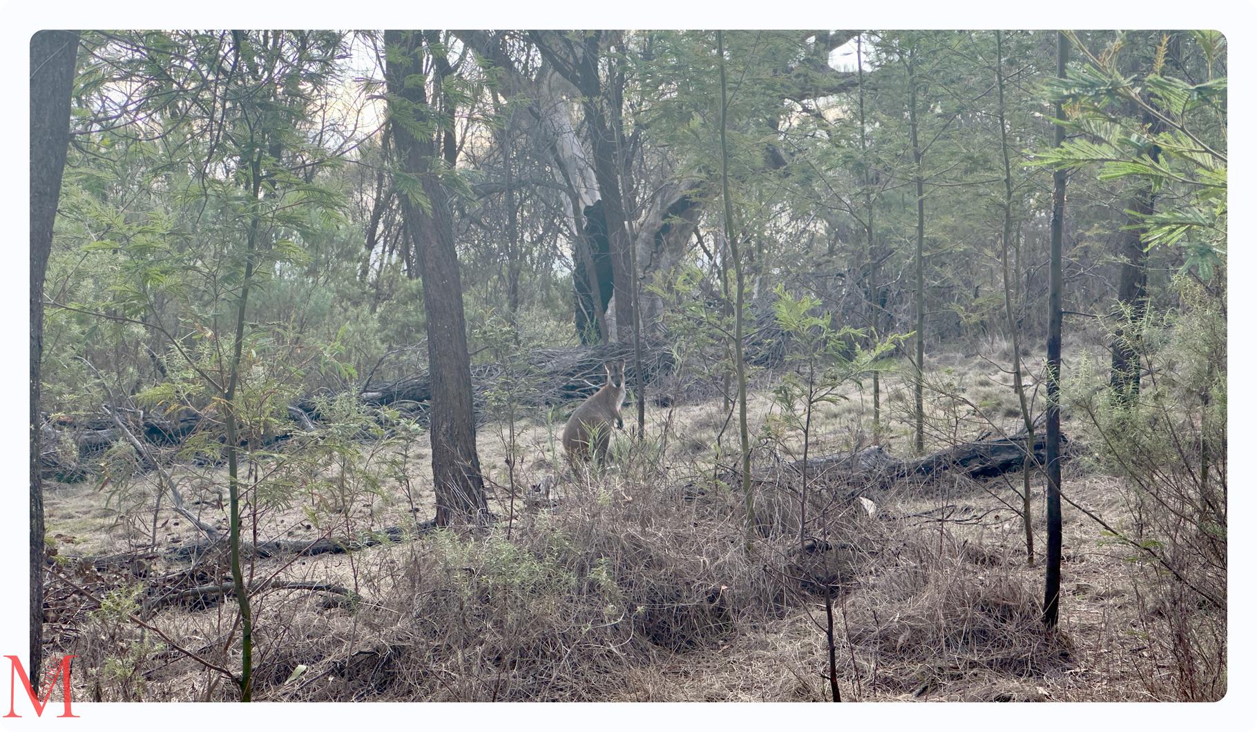Wandern auf dem Mount Ainslie in Begleitung eines Kängurus.
