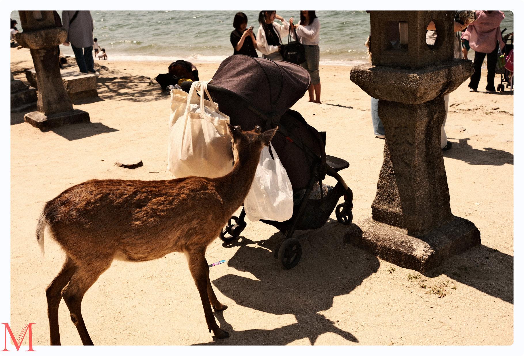 Ein Reh frisst aus einem hängenden Beutel an einem Kinderwagen eines Besuchers auf Miyajima.